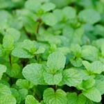 A vibrant container garden with a variety of vegetable plants and creative gardening ideas