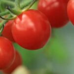 No till vegetable gardening: eco-friendly method of gardening without disturbing the soil's natural structure