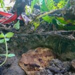 Weed Killers for Vegetable Gardens Safe Safe weed killers for vegetable gardens: organic, non-toxic options for effective weed control