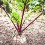 Creative and space-saving vegetable vertical gardening ideas - perfect for urban environments!