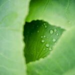 Lush yellow marigolds for vegetable gardens aid in natural pest control