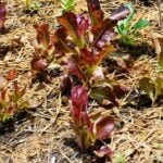 A variety of vegetables growing in containers, perfect for beginners in container gardening