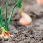 Vibrant and visually appealing vegetable container gardens that are beautiful and eye-catching