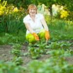 Lush vegetable garden thriving in rich clay soil, perfect for vegetable gardening enthusiasts
