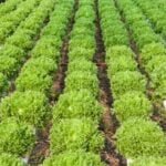 Effective vegetable gardening planning to maximize yield and optimize space usage