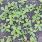 Discover the exciting range of new vegetable varieties for 2020 at Pinetree Gardens!