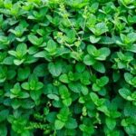 Vibrant vegetable container garden in sunny Florida, perfect for urban gardening enthusiasts