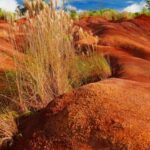 The Vegetable Gardener's Guide: A comprehensive manual for growing and caring for a variety of fresh produce
