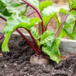 Explore the seasonal planting guide for Northwest vegetable gardening with our comprehensive calendar