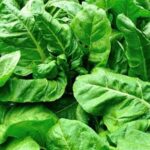 Upside Down Gardening: Thriving vegetables grown in hanging containers for space-saving convenience