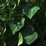 Image of a wooden box container showcasing a lush vegetable garden in the peaceful woods