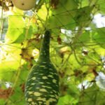 Image showing lush organic vegetable garden thriving in raised beds for sustainable gardening