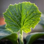 Colorful vegetable garden for kids, with kids gardening tools, plants, and fun learning activities