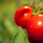 Affordable urban gardening: Create a thriving vegetable garden with our budget-friendly container gardening solutions