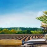 Lush and bountiful Albuquerque vegetable garden - grow your own using proven gardening techniques!