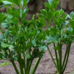 Gardening tip: Optimal spacing for vegetables using landscape fabrics for improved growth