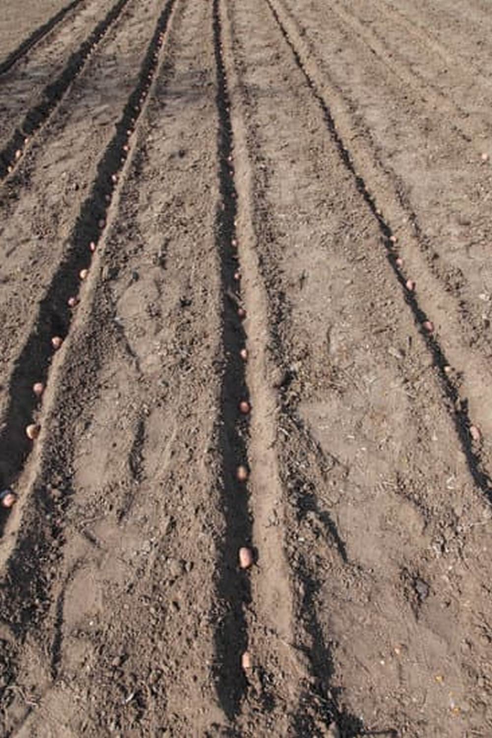 Colorful vegetable garden with a backdrop of snowy mountains in Alaska