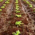 Lush green vegetable garden thriving in USDA Hardiness Zone 10 with abundant fresh produce