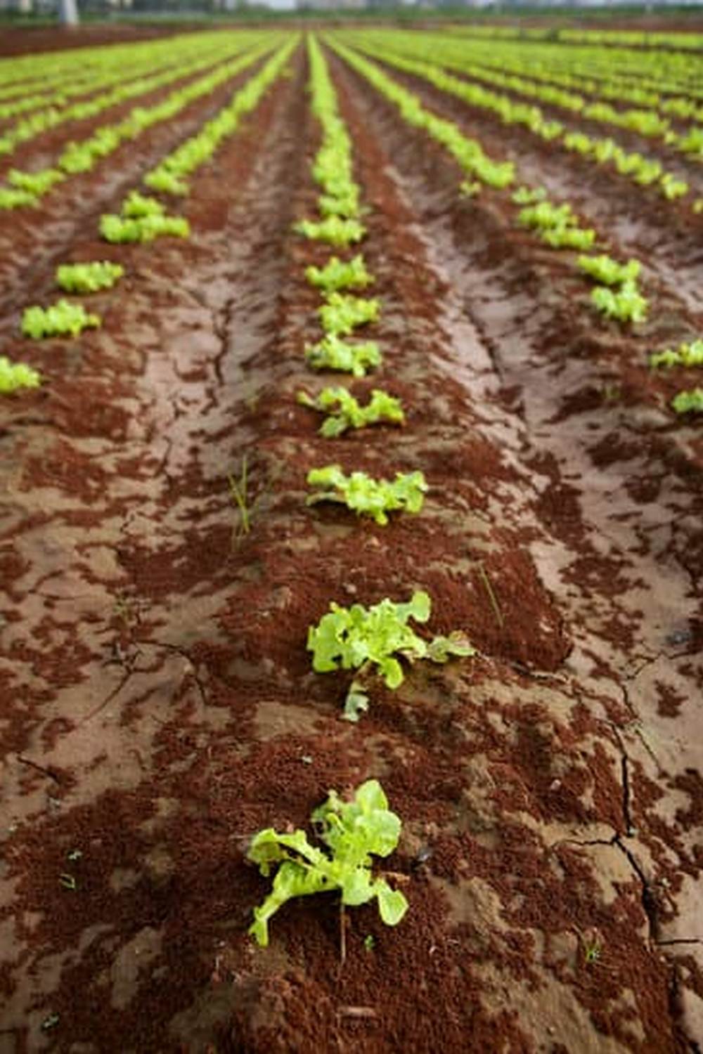 Lush green vegetable garden thriving in USDA Hardiness Zone 10 with abundant fresh produce