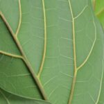 Beautiful and space-efficient vertical vegetable gardens blooming with a variety of nutritious plants