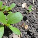 Suggested books for vegetable gardening enthusiasts looking for the best techniques and tips