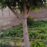 Bountiful and Beautiful Vegetable Gardens - Explore a Collection of Free Images!