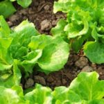 Effective and Eco-friendly Homemade Organic Insect Control for Vegetable Gardens