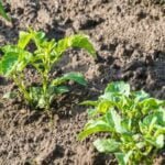 Colorful hanging vegetable gardens showcasing a variety of fresh produce suspended from sturdy hooks