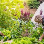 Image of healthy free-range chickens and thriving vegetable garden - an ideal combination