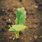 Variety of garden covers for vegetable gardens: choose the best for your needs!