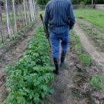 HOS 1014 Vegetable Gardening: Tips and Techniques for a Successful Home Garden