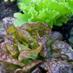 Lush green cool weather vegetable gardens with plants thriving and flourishing in the delightful climate