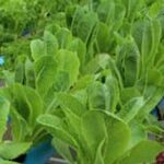 Mega Sea Vitamins Vegetation Stage Gardening Mega Sea Vitamins Vegetation Stage Gardening - Boost plant growth with nutrient-rich sea vitamins