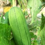 Image: Sign reading Florida Bans Vegetable Gardens with a crossed-out vegetable garden illustration