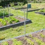 Suggestions for good vegetables for small gardens: maximize space and yield with these compact varieties