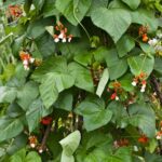 Efficient and customizable STANDARD DRIP IRRIGATION KIT for bountiful vegetable gardens