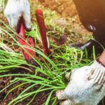 Bark mulch benefits: Is bark mulch suitable for vegetable gardens? Find out here!