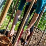 POT GARDENING: Easy guide to growing vegetables for beginners in small spaces