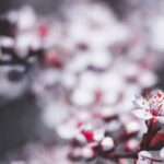 Horse manure: A beneficial and organic fertilizer for vegetable gardens