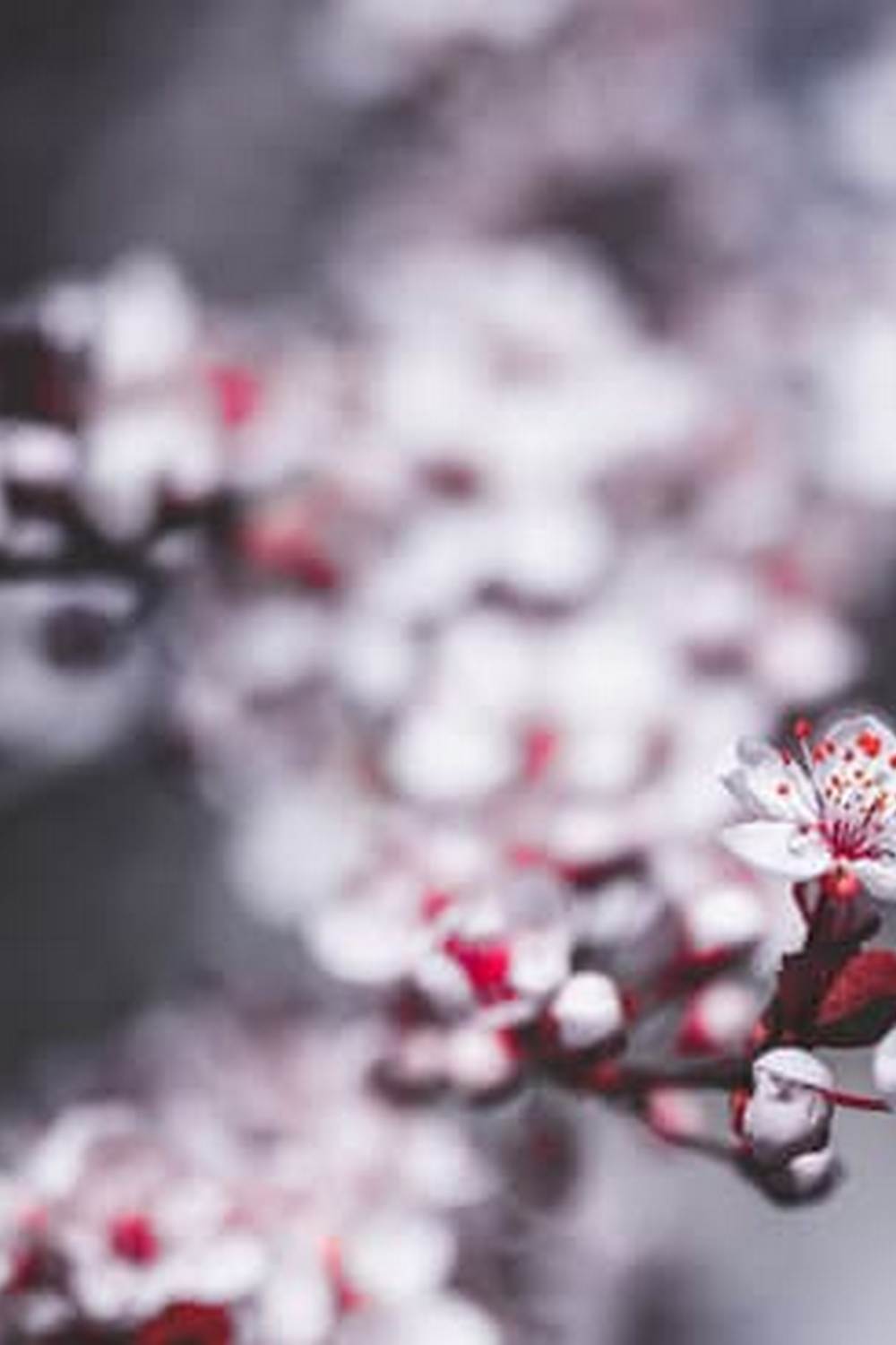 Horse manure: A beneficial and organic fertilizer for vegetable gardens