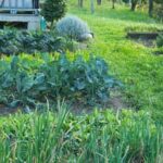 Choosing the right mulch for vegetable gardens: a guide to safe options for your plants
