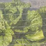 Healthy and sustainable CCA treated wood for thriving vegetable gardens