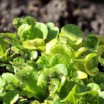 Bowl of Better Homes and Gardens Vegetable Beef Soup Recipe with hearty chunks of vegetables and tender beef