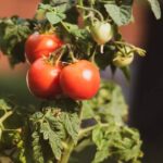 Is Treated Pine Safe for Vegetable Gardens Exploring the safety of treated pine for vegetable gardens - important factors to consider