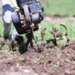 Selection of beneficial herbs and flowers to enhance vegetable gardens' growth and productivity