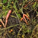 Organic mulch options for enhancing Florida vegetable gardens' soil health and moisture retention