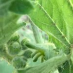 Better Homes and Gardens Vegetable Relish Savory vegetable relish from Better Homes and Gardens, perfect for enhancing your dishes!