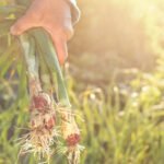 NC State Home Vegetable Gardening: Expert tips, step-by-step guide, and resources for successful gardening