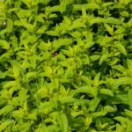 Bountiful planter overflowing with a variety of vegetables for an abundant and vibrant garden