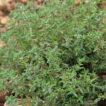 Bountiful and sustainable vegetable gardens flourishing within the natural environment of France